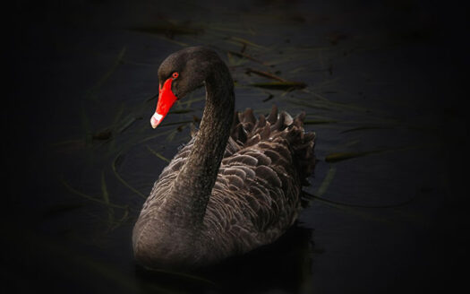 Cisne negro.